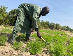 I earn N2.5m annually from rice cultivation – Gombe farmer
