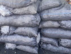 Deforestation in Borno: A Story of Survival, Loss, and Quiet Hope