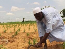 How Conflict Turns Fertile Land into No-Go Area, Deepening Food Crisis in Northeastern Nigeria
