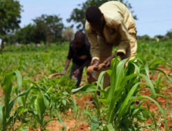 Between Fear and Failed Rains: The New Threat to Nigeria’s Food Supply